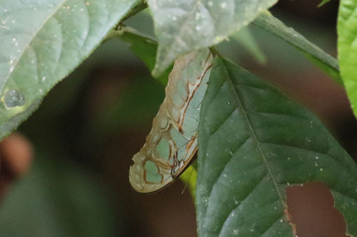 Malachite Butterfly